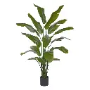 Strelitzia Palm 190 cm