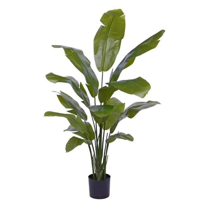 Strelitzia Palm 160 cm