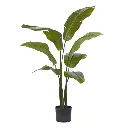 Strelitzia Palm 120 cm