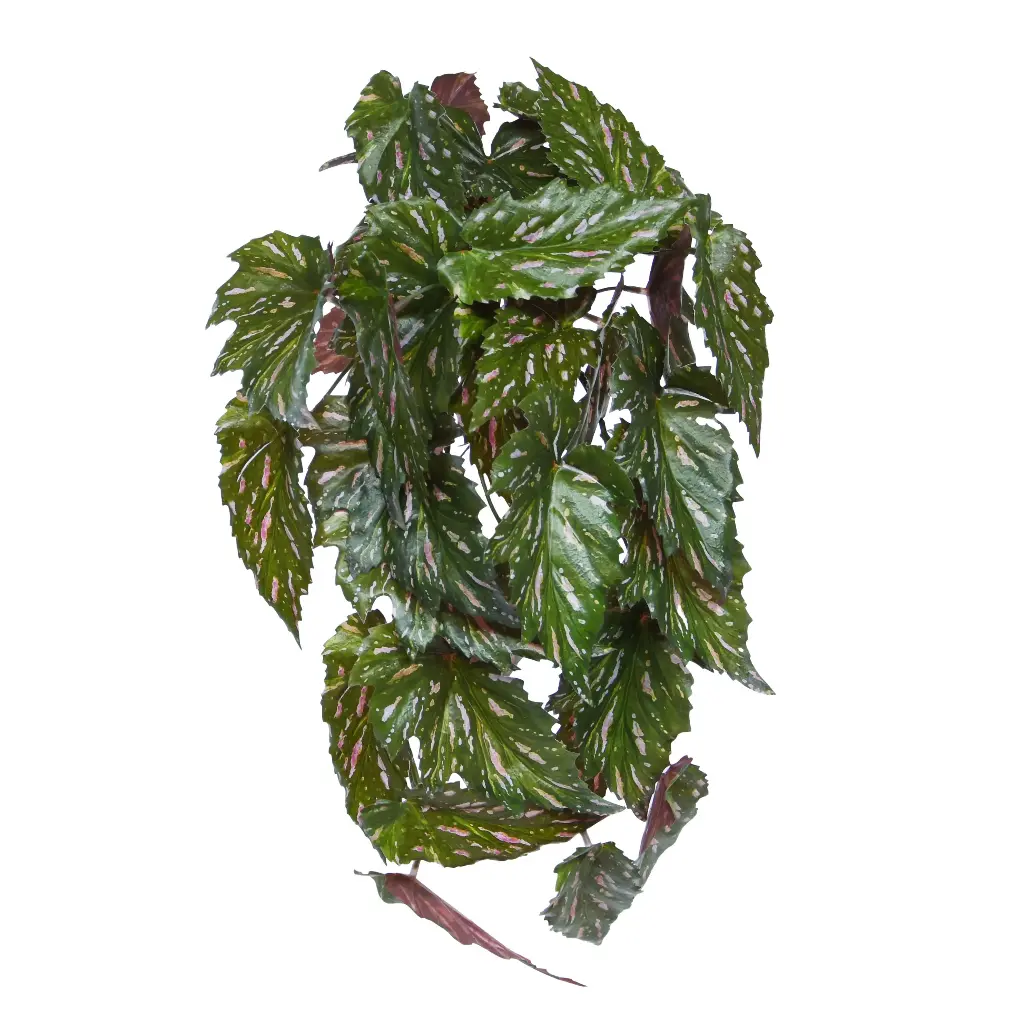 Begonia Rex Kunst hanger groen rood 40cm