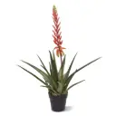 Aloe Vera Kunstplant 75cm rood