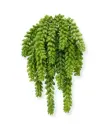 Sedum Donkey tail kunstplant 30cm