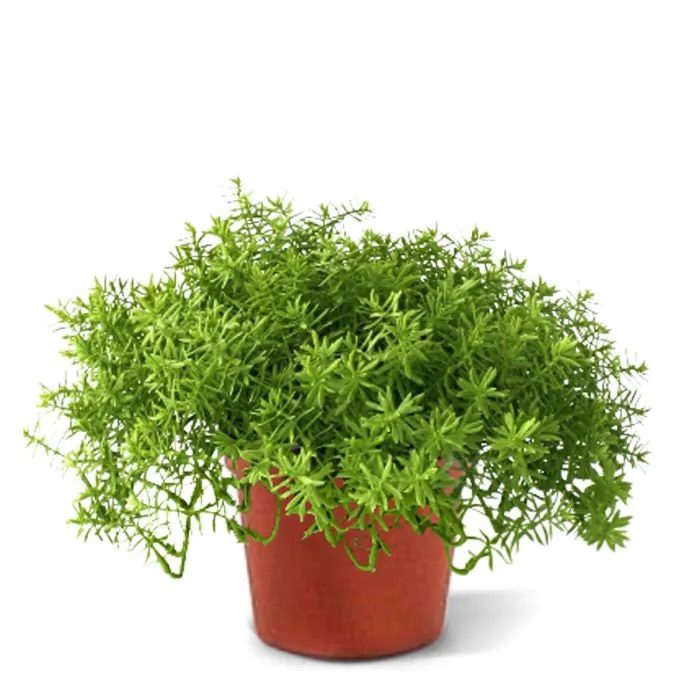 Senecio kunst vetplant 20cm