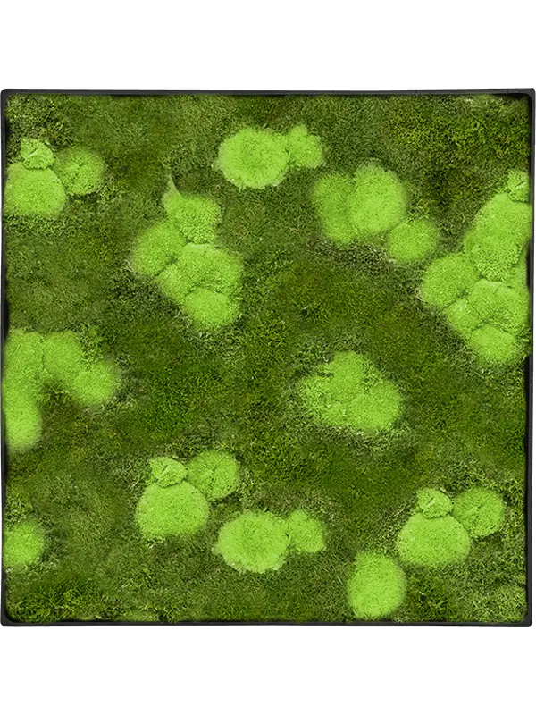 Mosschilderij Bolmos en Platmos - Antraciet frame - 60 cm - vierkant