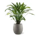 Calathea kunstplant 85cm - groen