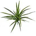Draceana Marginata Kunstplant 40cm