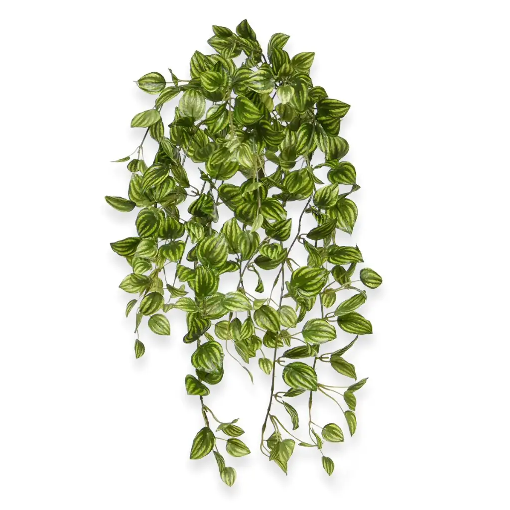 Peperomia Kunst hangplant bont 50cm