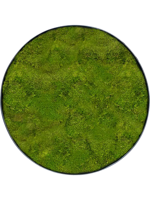 Mosschilderij Platmos - Antraciet frame - 30 cm