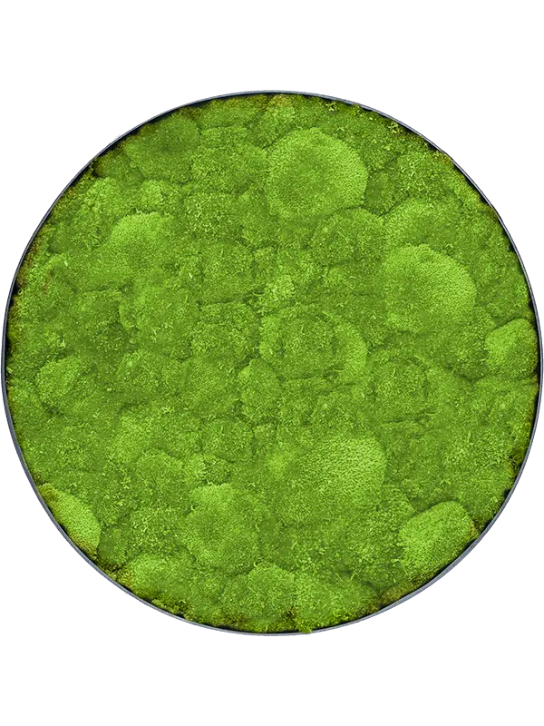 Mosschilderij Bolmos - Antraciet frame - 30 cm