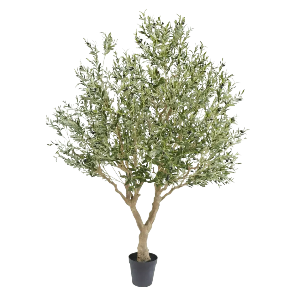 Olijfboom 250 cm