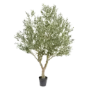 Olijfboom 250 cm