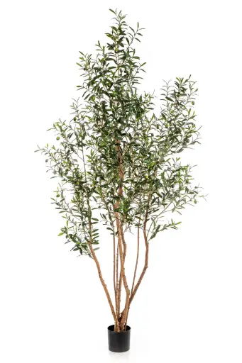 Olijf struik 220 cm