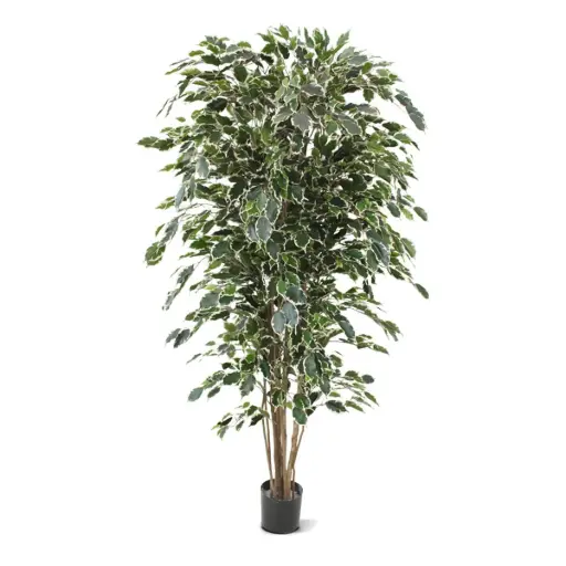[1-112418] Ficus Exotica deluxe kunstboom 180cm - bont