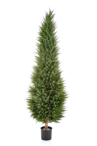Cypress Tower Tree 180 cm