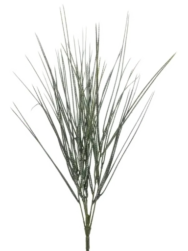 Cytisus gras UV-bestendig 50 cm