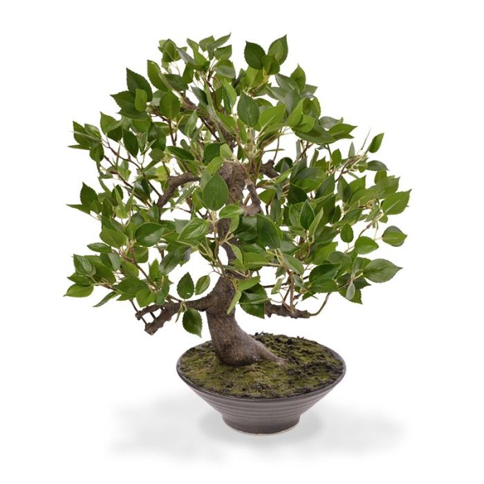 Ficus Wiandi kunst Bonsai in schaal 45cm | Green World