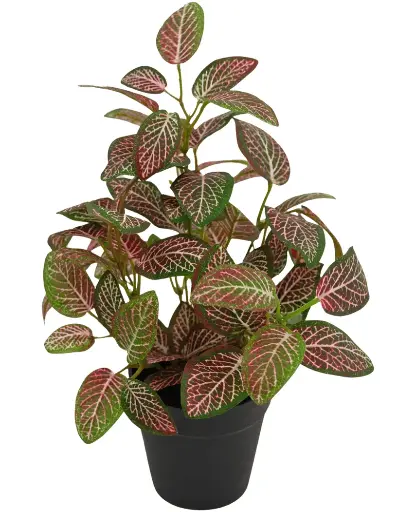 [2-55395] Fittonia Rood 25 cm