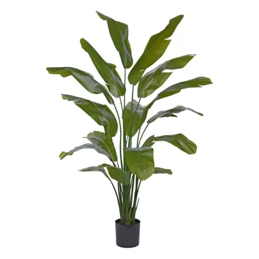 [1-171419] Strelitzia Palm 190 cm