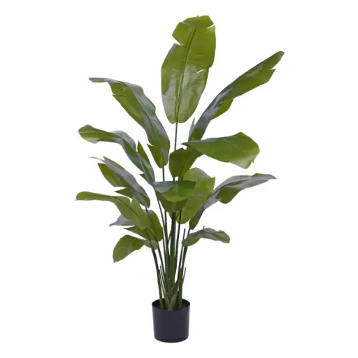 [1-171416] Strelitzia Palm 160 cm