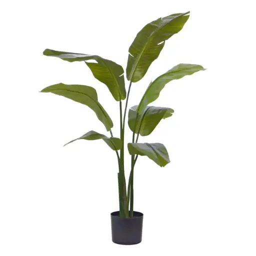[1-171412] Strelitzia Palm 120 cm