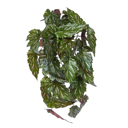 [1-213004] Begonia Rex Kunst hanger groen rood 40cm