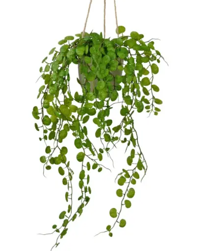 [2-321138] Ceropegia in hangpot 43 cm