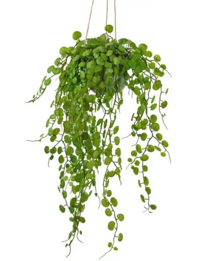 [2-321146] Ceropegia in hangpot 53 cm