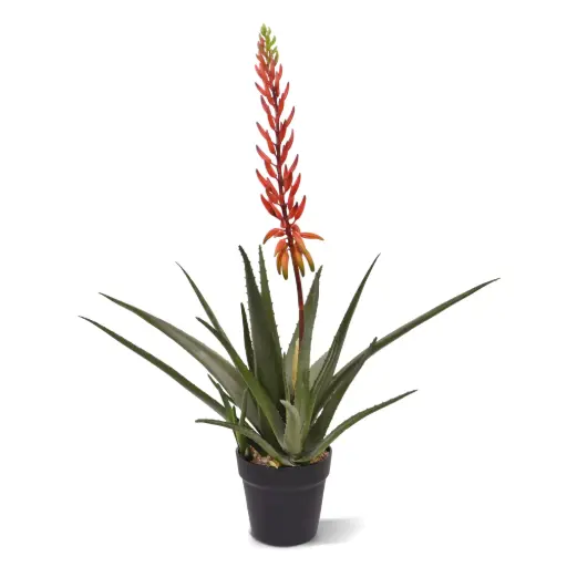 [1-446107RD] Aloe Vera Kunstplant 75cm rood