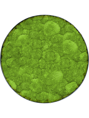 Mosschilderij Bolmos - Antraciet frame - 70 cm