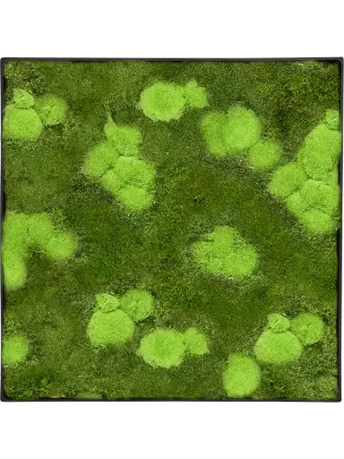 Mosschilderij Bolmos en Platmos - Antraciet frame - 60 cm - vierkant