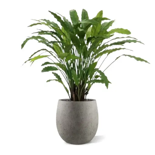 [1-152208] Calathea kunstplant 85cm - groen