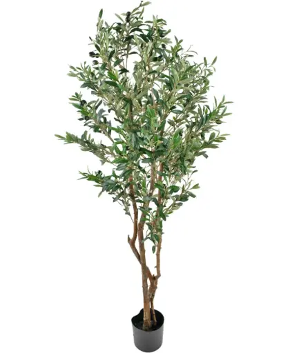 Olijf boom 160 cm - UV bestendig