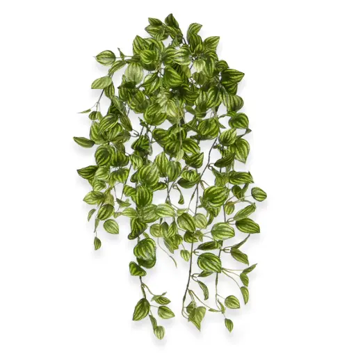 [1-212205] Peperomia Kunst hangplant bont 50cm