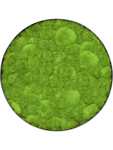 Mosschilderij Bolmos - Antraciet frame - 30 cm