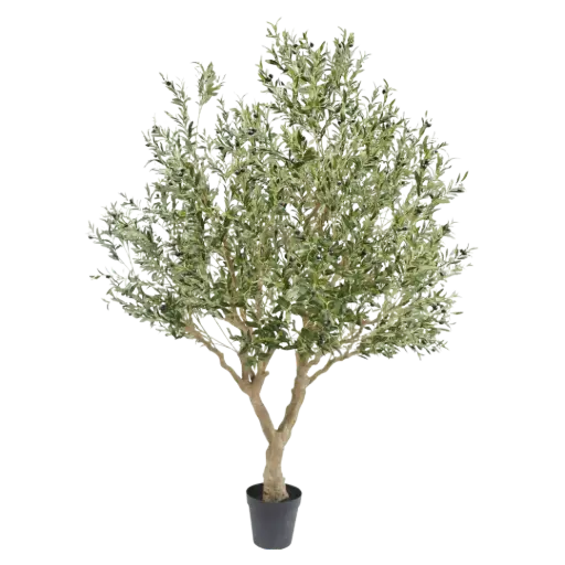 [6-P0005] Olijfboom 250 cm
