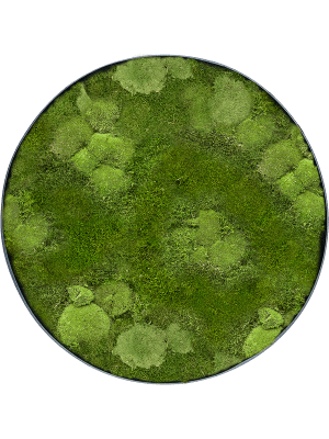 Mosschilderij Bolmos en Platmos - Antraciet frame - 50 cm