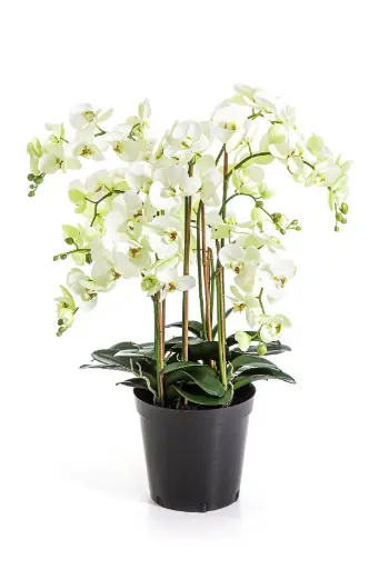 [7-1179CR] Phalaenopsis orchidee Deluxe creme 85 cm