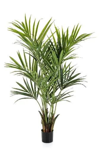 [7-1343XL] Kentia palm deluxe 172 cm