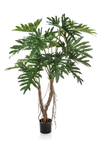 [7-50905N] Philodendron Xanadu Root Tree 140 cm 