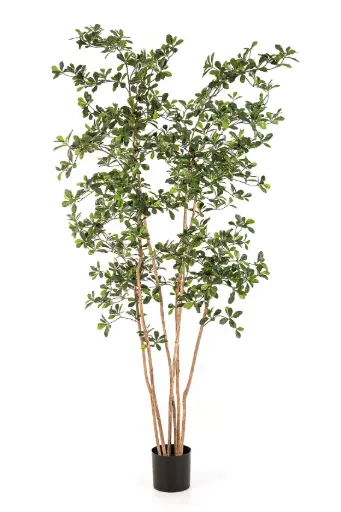[7-48107N] Oriental Black Olive Tree 210 cm