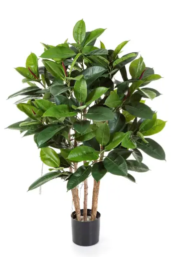[7-33804N] Rubber plant 120 cm